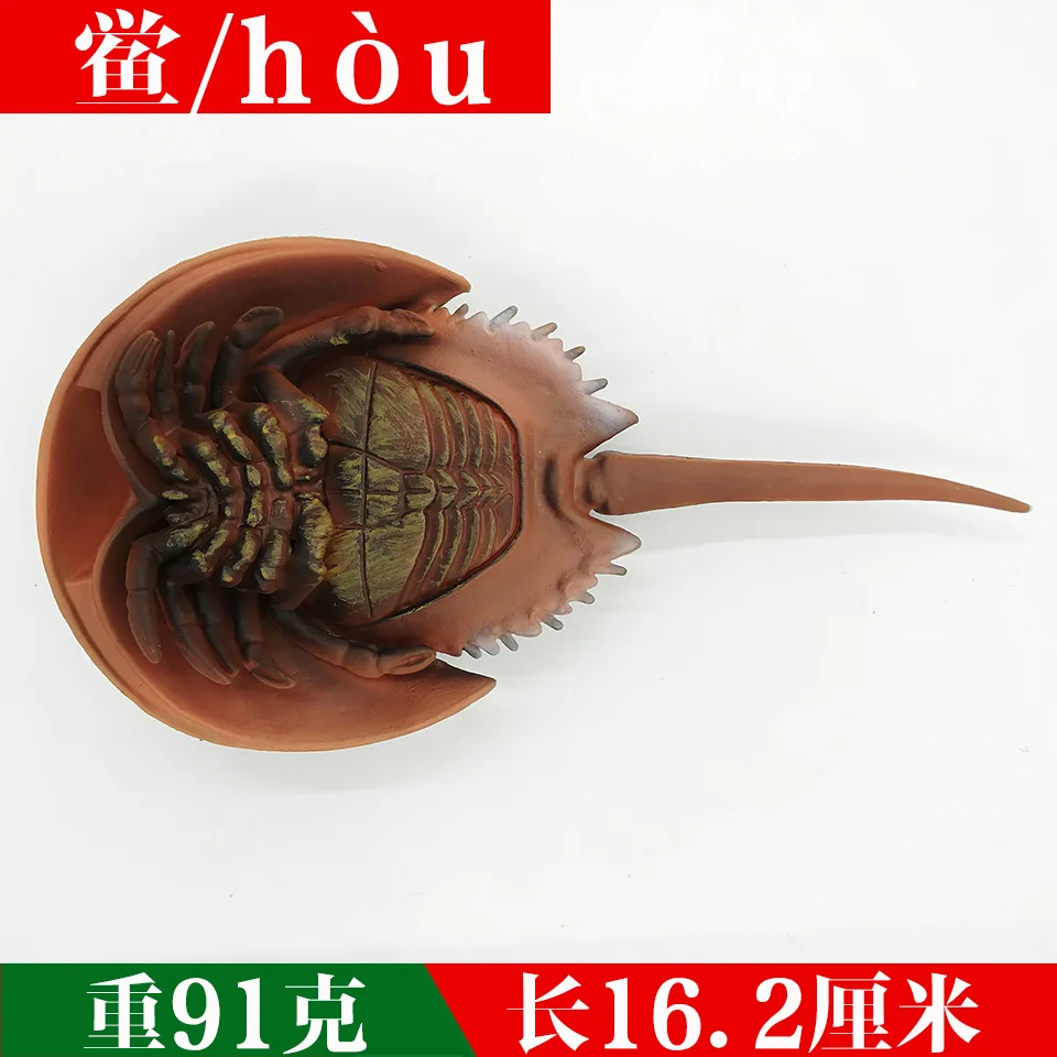Модель морского организма, океаны, Акула, тигр, Кит, Акула, морской микроскоп, животное, Омар, молот, Акула, посмотреть ориентиры