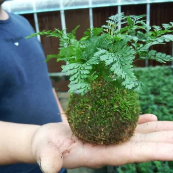 

Succulent Flower Pot Japanese Moss Ball Creative DIY Gardening Potted Plants Home Micro-landscape Personality Flower Pot