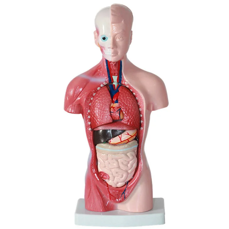 Mannequin 26CM Trunk Human Visceral Anatomical Model Medical Use Teaching Aids Bone Children'S Educational Toy