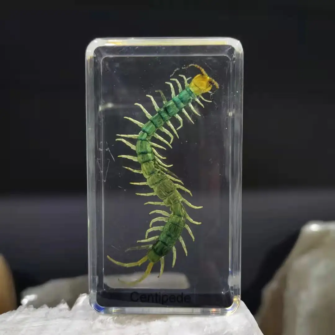 

Resin insect decoration teaching specimen