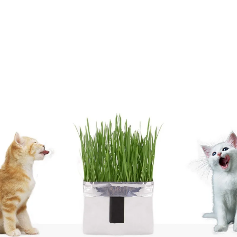 N кошачья трава беспочвенная культура комплект-семена и цветочный горшок для домашних животных Беспочвенное культивирование кошачьей травы для волос шар, чтобы помочь переварить кошачий желудок