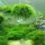 Новая Мода Аквариум Marimo Moss Ball Живые Растения Фильтр Для Java Креветки Аквариум Новые