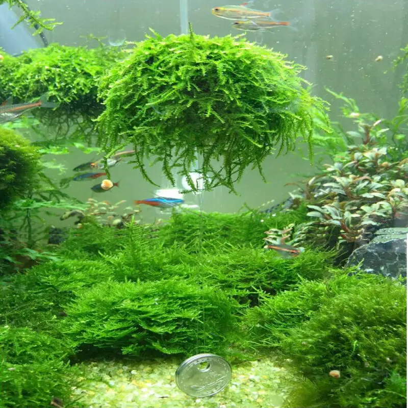 New Fashion Aquarium Marimo Moss Ball Live Plants Filter For Java Aquarium Marimo Moss Ball Live Plants