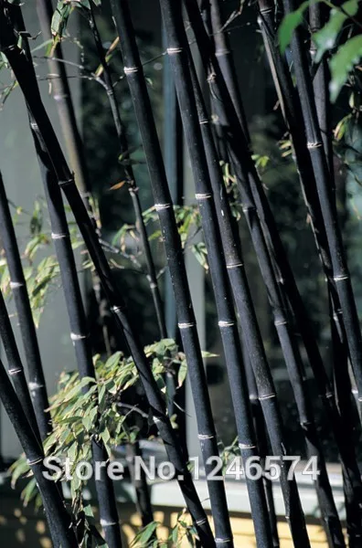 50 шт черный бамбуковый бонсай Phyllostachys Nigra домашний сад бонсай Цветочный Горшок Кашпо бонсай с бесплатной доставкой