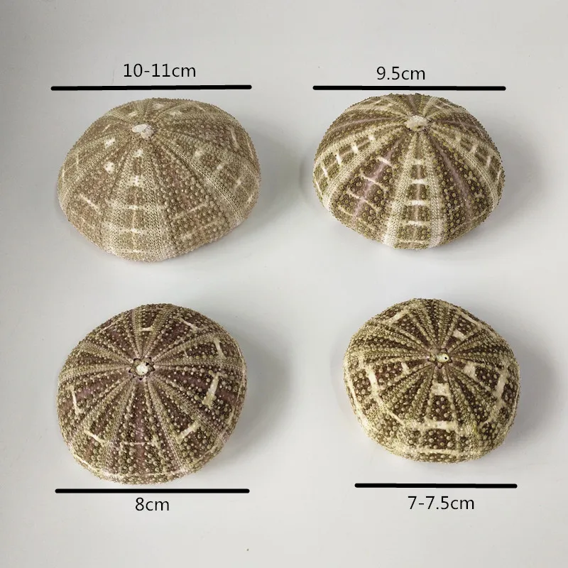 1 шт. большой зеленый морской Ежи натуральный ракушка пляжное свадебное украшение прибрежный дом украшение