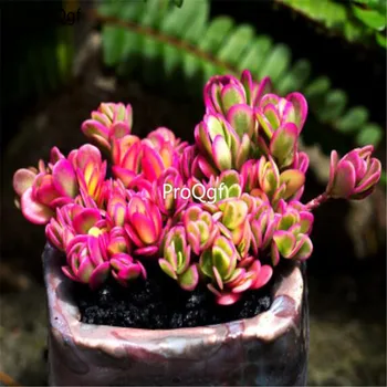 

Ngryise 1Pcs A Set Portulaca Hana Misteria Cluster