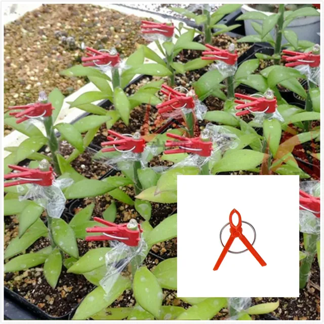 100Db Kerti Zöldség Virág Paradicsom Szőlőbokrok Tartós Műanyag Oltó Klipek - Image 4