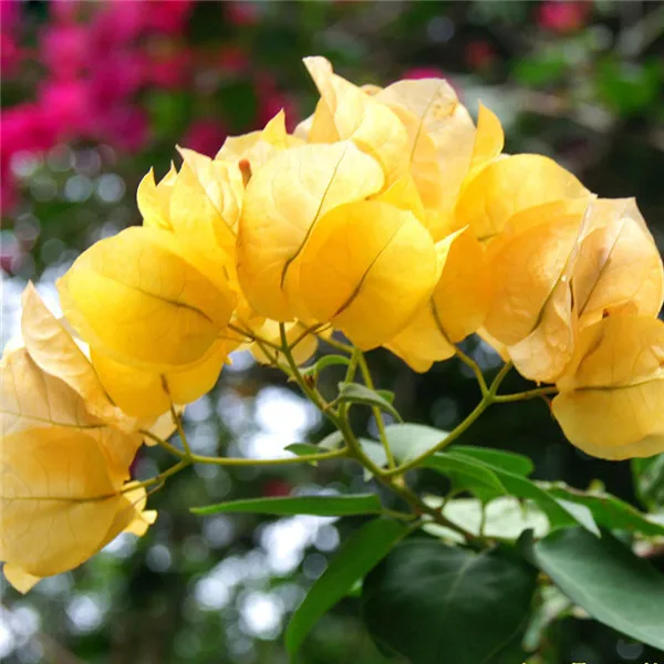 100 шт цветные бугенвиллеи балконные горшки, Дворовые бонсай цветочное растение очень эффектное, цветочное выносливое растение