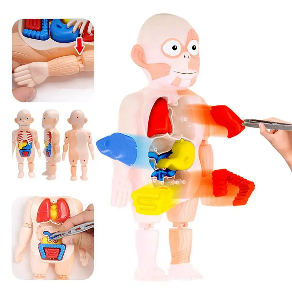 Anatomy Dolls With Removable Parts isgb.edu.ar