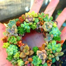 Промотирование потери! 200 шт. редкие красивые суккуленты растения, легко выращиваемые в горшках Цветочные плантации бонсай флореслинг для дома и сада