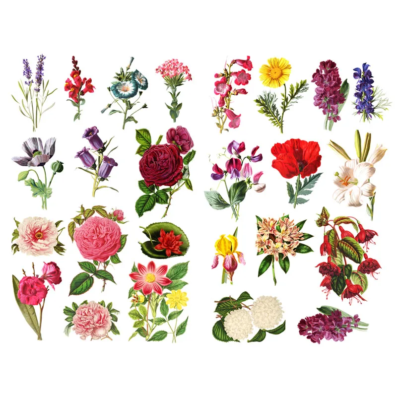Autocollants de plantes cactus vertes succulentes
