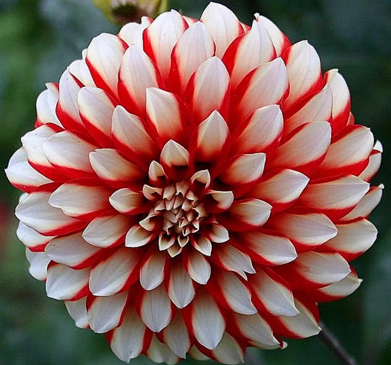 100 шт./упак. Dahlia цветочных растений, красивые и популярные цветок, бонсай для дома и сада и крыша здания, легко растить