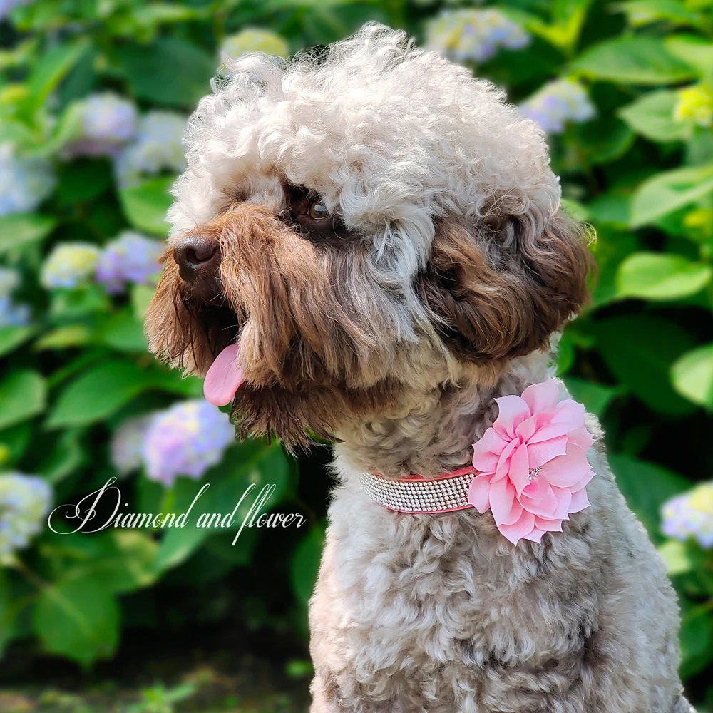 Bling Rhinestone Dog Collar