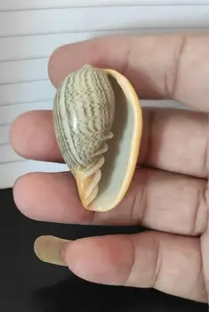 

Shell Natural Seashell Conch Beach Nautical Home Decor Shells Specimen Collectibles Fish Tank Landscape