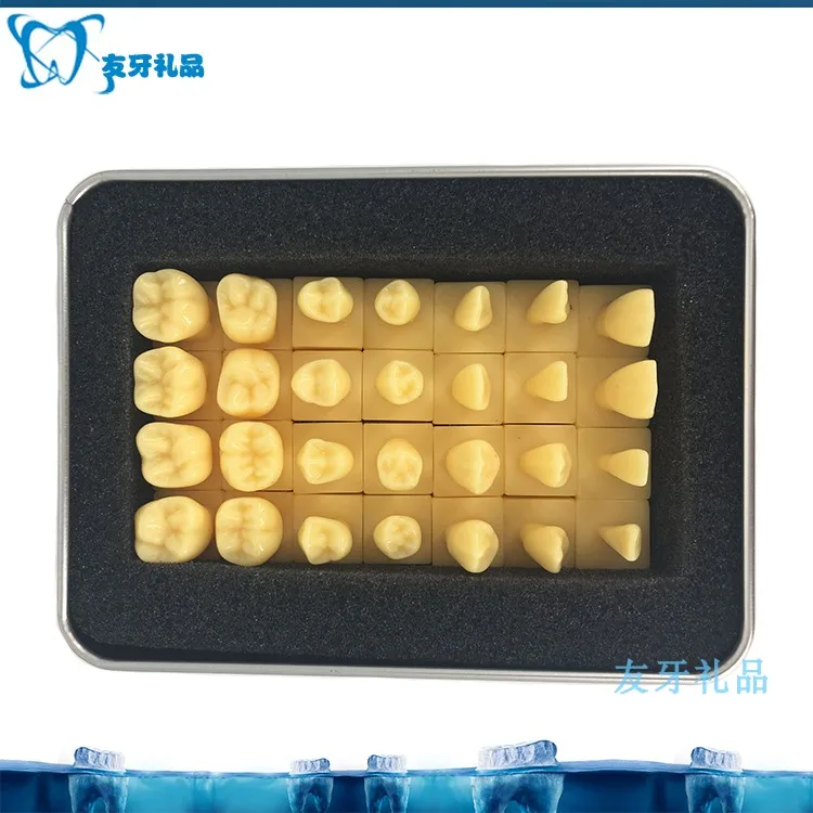1.2X 2X Enlarge Crown Carving Prepare Tooth Model Dental Model Carved Teeth Medical Science Teaching Anatomical Models