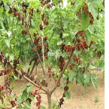 

Ngryise 3000Pcs A Set Morus alba