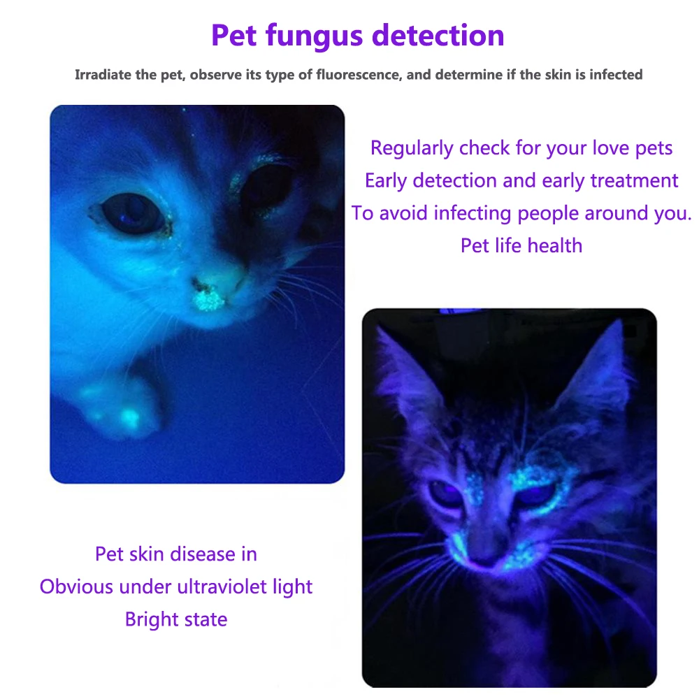 Can A Black Light Detect Dog Urine