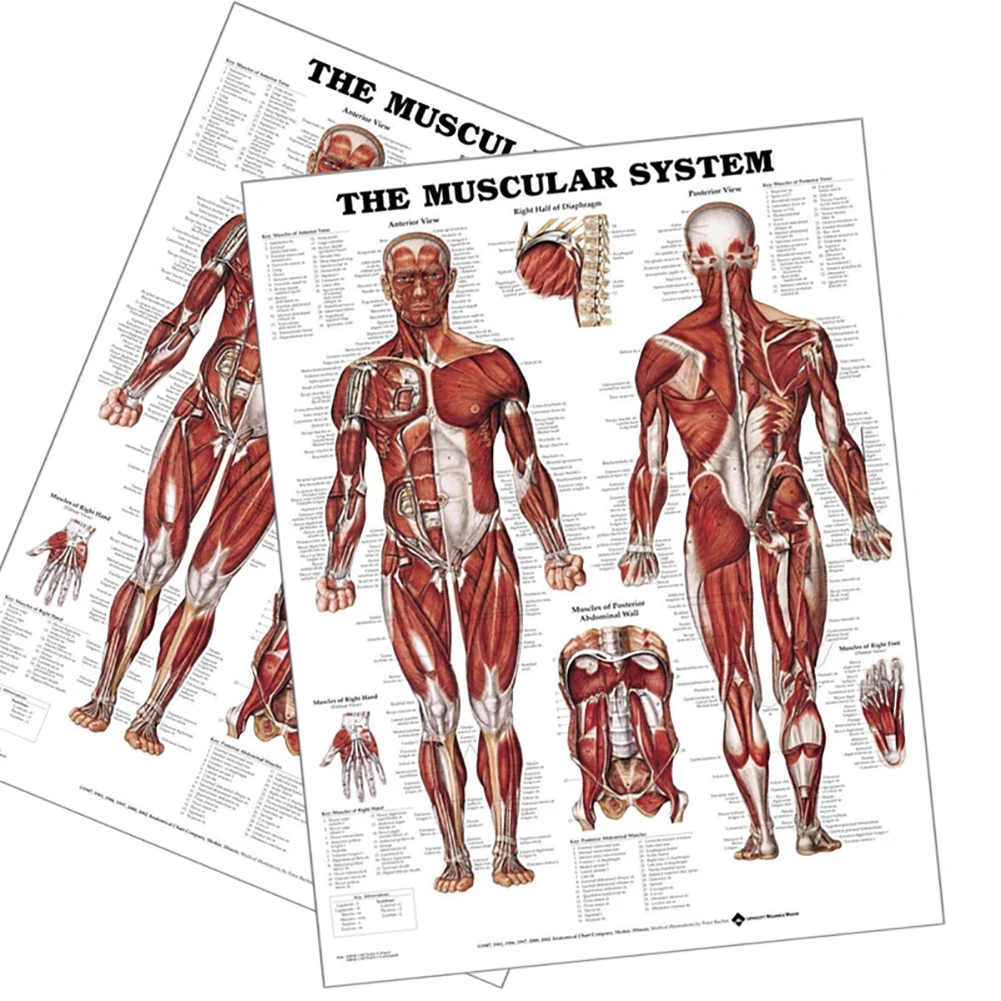 Забавная человеческая Анатомия Мышечная система медицинские Обучающие фигурки мышцы бицепс плакат наклейки на стену вечерние Whimsy полезный фон