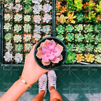 

100 Pcs/bag Real Succulents