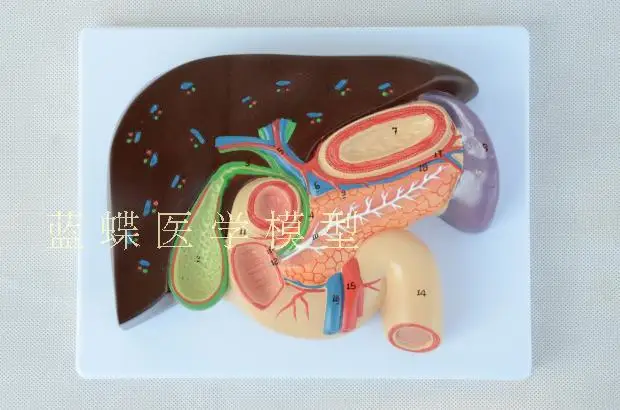 Гепатобилиарная pancreaticoduodenal структурная модель желудочно-кишечного медицины
