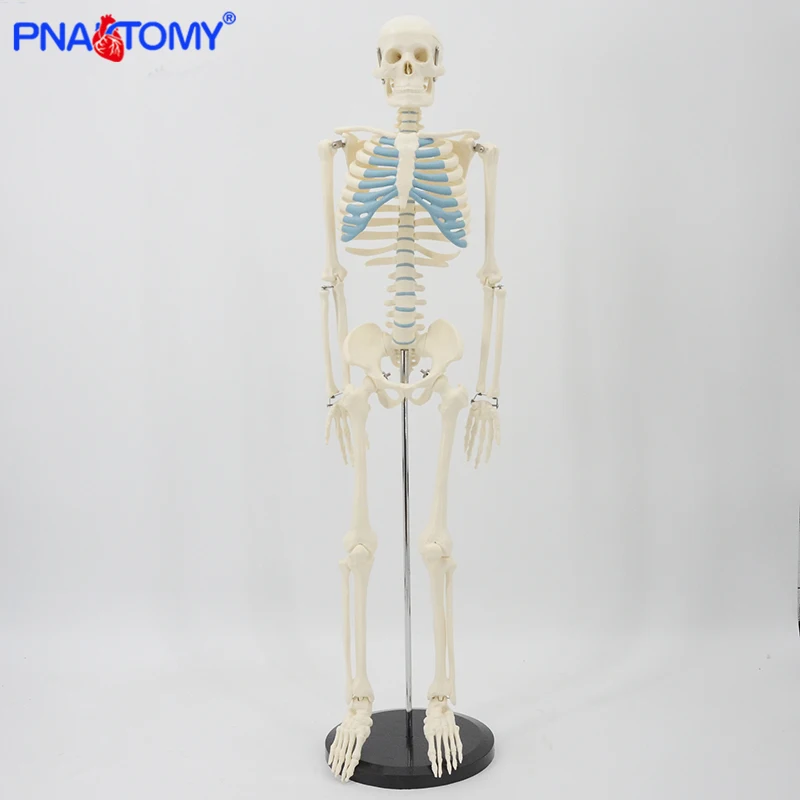 85cm Skeleton Model Human Anatomy Skull Spine Ribs Pelvis Bone Arms and Legs Foot and Hand Tool Medical Science