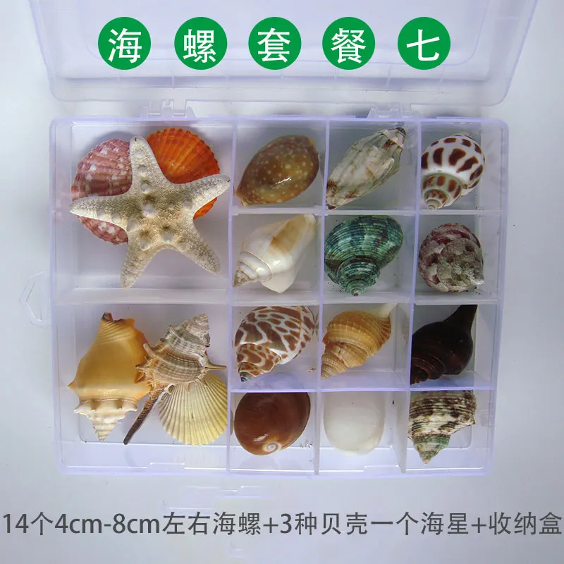 Natural Conch Shell Starfish Specimens Gift Box Children Marine Biological Science Materials Kindergarten Gift Decoration Crafts