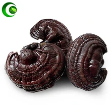 

Wild Reishi Ganoderma Mushroom Organic Reishi Mushroom,Gannoderma Liucium Lingzhi Lucid,Ganoderma Mushroom Powder