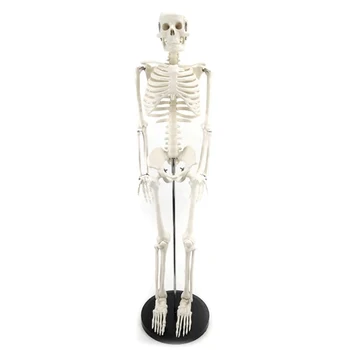 

Medical Standard Anatomy 85cm Human Body Skeleton Model Manikin Hi-Q Medical Esqueleto