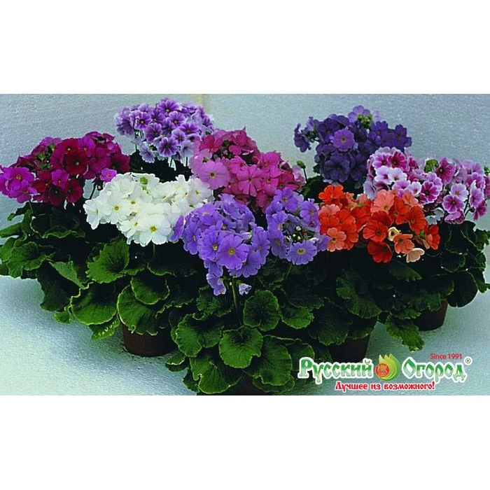 Примула Обконика Семена Купить