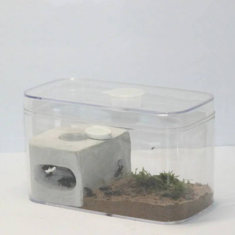 

Гостиная Ant студенческая наука курс наблюдения Дневник для дома, замок Ant мастерская ящик для насекомых муравейника