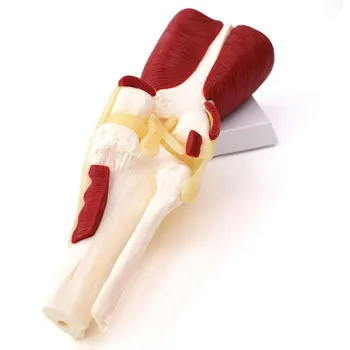 

Knee Model Human Anatomy Skeleton Knee Muscle Life Size Knee Joint Anatomical Model Rofessional Medical Model Making