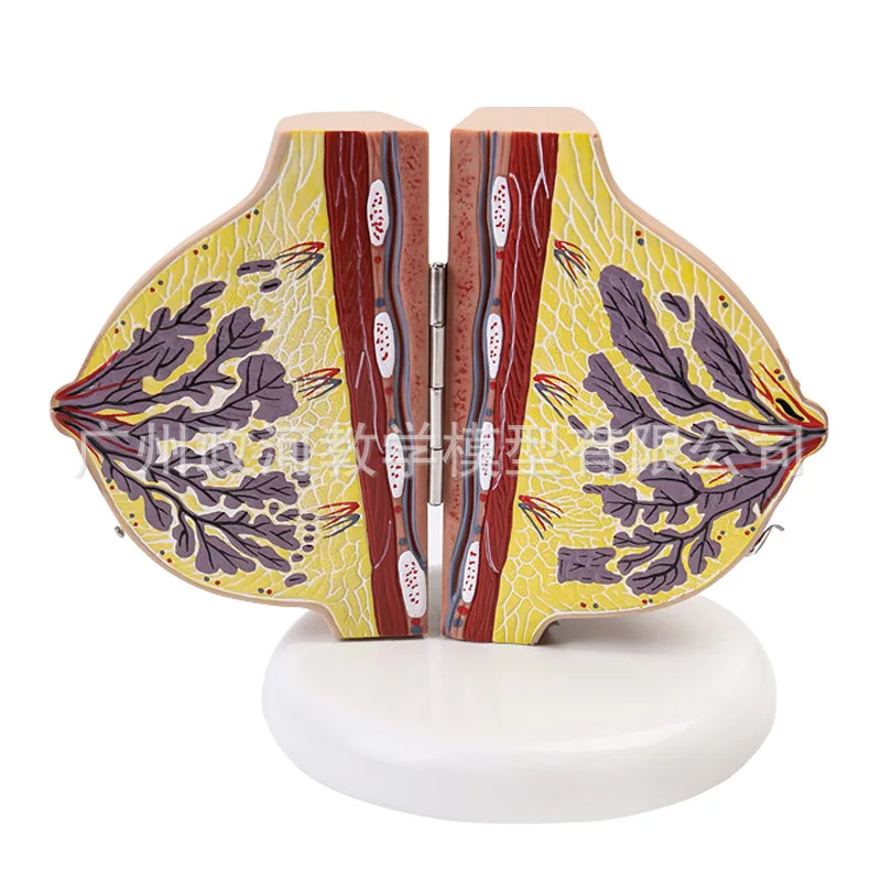 Female Breast Anatomy Model 3