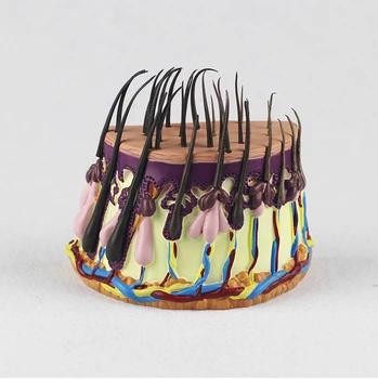 

Human Hair Growth Process Model Hair Follicles Amplification Model Medical Anatomical Biology Experimental Teaching Equipment