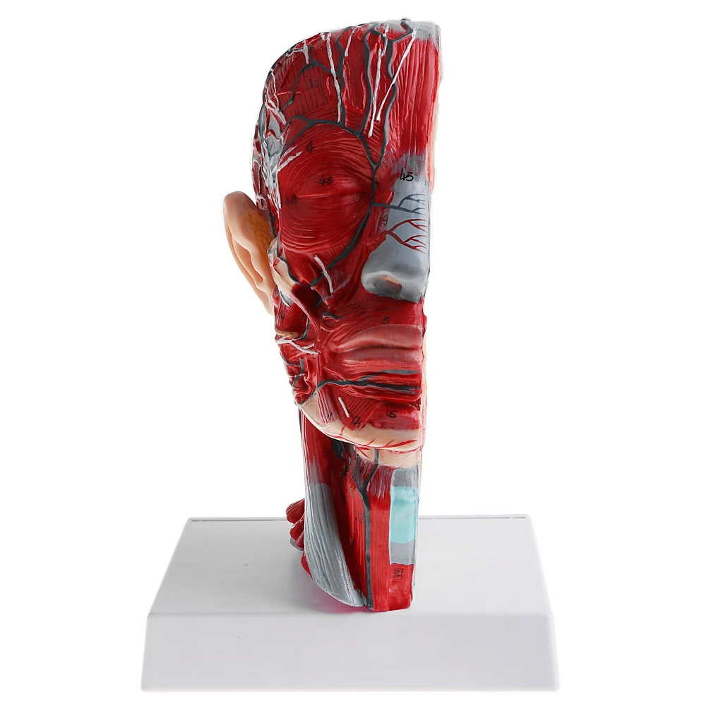 Lab Equipment Median Section of 1:1 Human Head & Neck w/Vessel Nerve Anatomical Study Model Display Lab Equipment Median Section of 1:1 Human Head & Neck w/Vessel Nerve Anatomical Study Model Display
