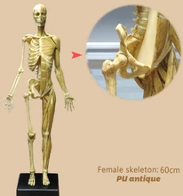  CG reference medical head sculpture painting skull model bust art decorative ornaments of human musculoskeletal anatomy 