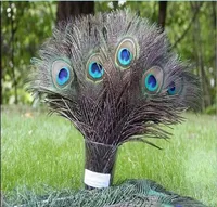 10Pcs Natural Peacock Feather Holiday Party  Plumage Fashion Crafts Beautiful Decorative 25-30cm 1