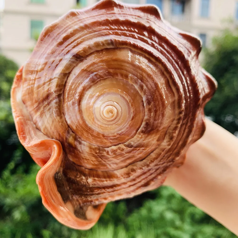 Natural Big Sea Shells Snail Wanbao Conch Nautical Home Decor Beach Wedding Decorations Collectibles Specimen Aquarium Landscape