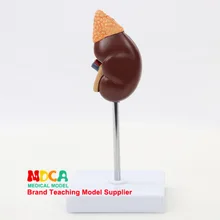 Человеческий мочевой раздел естественная большая модель почек мочевая система почечная структура обучение медицине Msz002