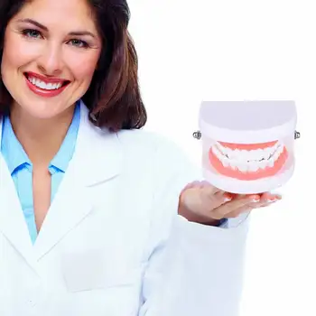 

New Useful Dental Caries Study Tool Adult Standard Oral Demonstration Teeth Model for Kids Oral Care Teaching