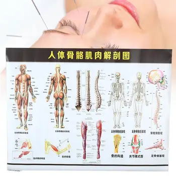 

Muscle System Chart Educational Biology Body Pictures Home Decor Hospital 60x80cm Professional Novelty Muscle System Posters