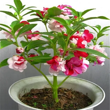 

100pcs balsamine