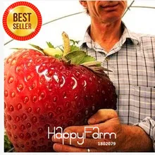 Новое поступление! Клубника гигантская клубника бонсай Сладкий four seasons, редкие, ароматный, сладкий и сочный-200 шт./пакет,# ETA01F