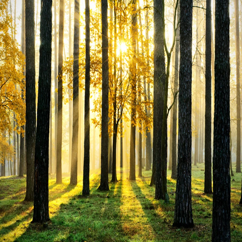 3D-Wallpaper-Forest-Sunshine-Landscape-Photo-Mural-Living-Room-Bedroom-Dining-Room-Interior-Decor-Wall-Papers (4)