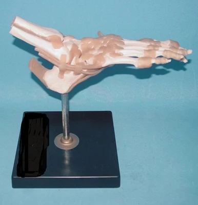 funcional modelo osso. Modelo de ensino médico esqueleto pé anatômico modelo