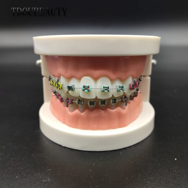 Tanio Aparat ortodontyczny Model dentystyczny Model komunikacji lekarz-pacjent Model nauczania sklep