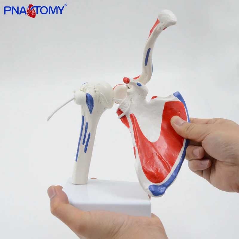 

Flexible and Detachable Human Shoulder Joint Model with Muscle Painted Medical Teaching Tool Anatomical Equipment Life Size