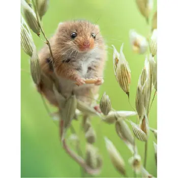 

DIY Diamond painting Cross Stitch mouse diamond Embroidery animals diamond Mosaic pattern painting rhinestone pastel picture