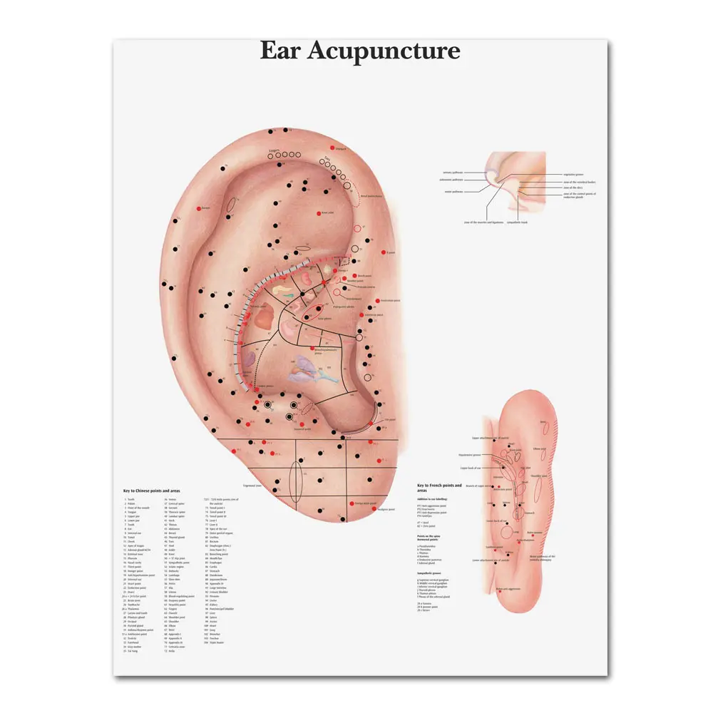 

WANGART Anatomical Charts Posters Ear Acupuncture Ear Anatomy Poster Canvas Painting Wall Pictures for Medical Education