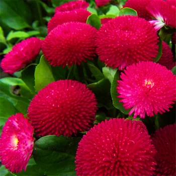 

Plant Flower Bath Salts Red Daisy Flower Essence 100Pcs XZZ-130