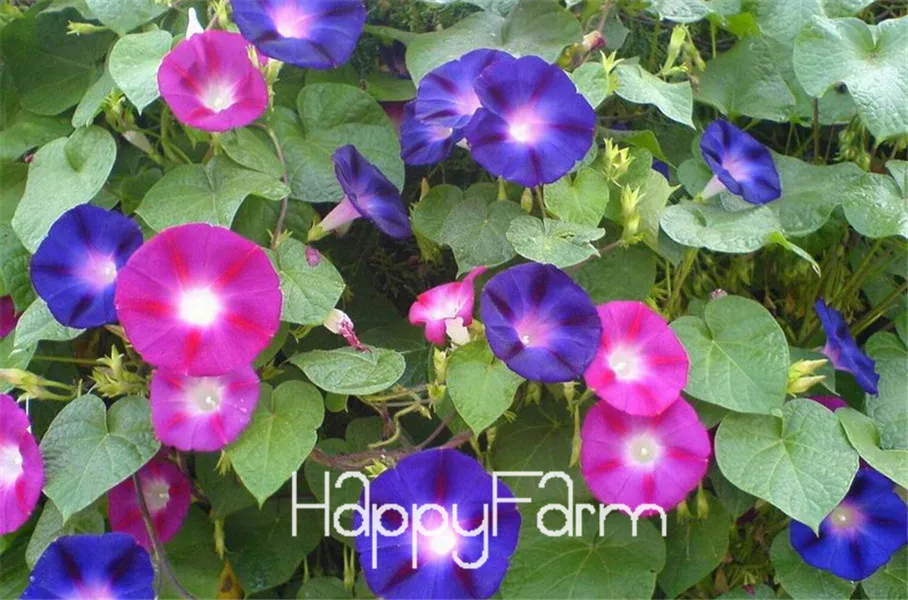 Лимонный ломтик Superbells calibachoa Petunia годовой цветок бонсай, 100 шт в упаковке, 24 цвета на выбор,# ZZSOIT